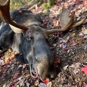 Meet your Posher, Janessa